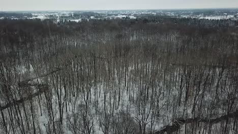 Luftaufnahme-Von-Bäumen-Und-Schnee