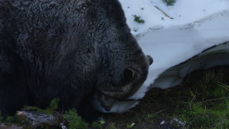 A-fearsome-brown-grizzly-bear-nibbles-food-off-the-ground-on-a-cold,-winter's-day