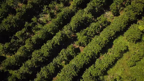 Drone-flying-over-a-rows-in-a-large-vineyard
