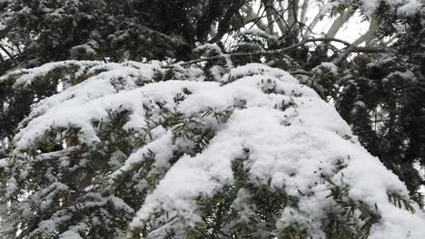 Slow-motion-extreme-close-up-of-pine-tree-branch-in-a-snow-storm