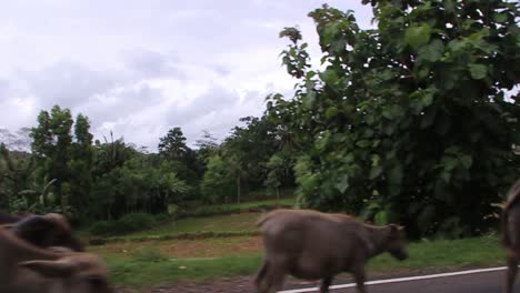 Group-of-water-buffalo-walking-on-road-near-paddy-field-while-camera-in-the-car-passing-by-fast-in-slow-motion