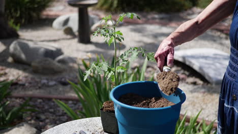 Close-up-of-a-woman-gardener-using-a-hand-trowel-to-scoop-fresh-soil-and-fertilizer-into-a-pot-for-a-tomato-plant