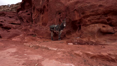 A-Still-Donkey-Stands-Near-Dark-Red-Rock-Mountain-Wall-With-Saddle-on-Its-Back-And-Listens-to-Sounds-in-Ancient-City-of-Petra