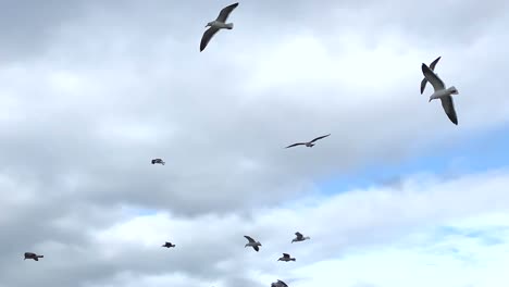 A-group-of-sea-gulls-hovering-over-the-sky-on-a-cloudy-background