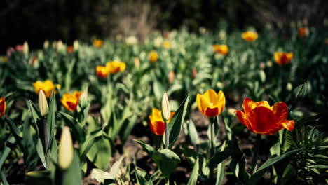 Tulipanes-Rojos-Y-Amarillos-En-Flor-De-Primavera