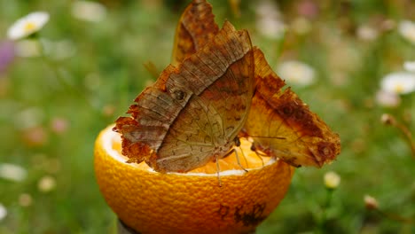 Close-up:-Three-Karkloof-Emperor-butterflies-feed-on-juice-from-orange-cut-in-half,-placed-in-beautiful-urban-garden