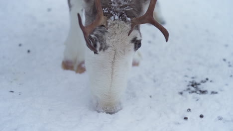 Close-up-slowmotion-of-a-reindeer-trying-to-find-food-from-a-frozen-ground-in-Lapland-Finland