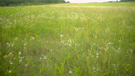 Beautiful-springtime--meadow-slow-motion