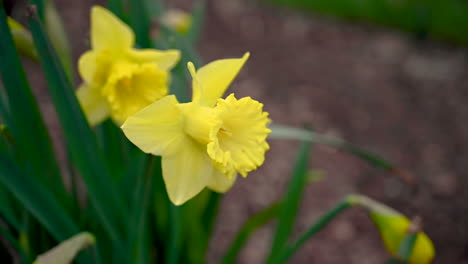 Winds-blow-yellow-Daffodils-flower-in-the-garden,-Spring-time-is-arrived