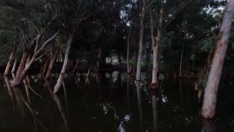 Entering-and-moving-through-arch-of-trees-with-trunks-sunken-in-dark-lake-water
