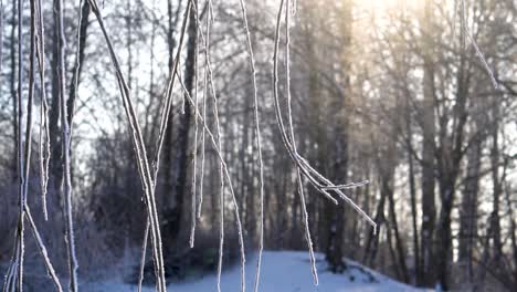 Close-up-tracking-shot-of-icy-willow-branches-sparkling-in-sunlight