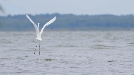 Großer-Weißer-Reiher-Jagt-Fische-Im-See-Und-Fliegt-In-Zeitlupe