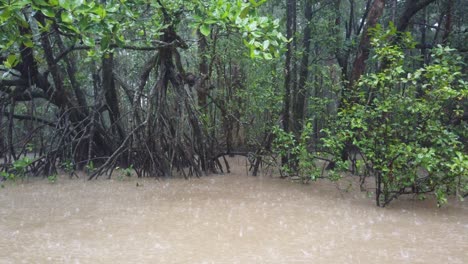 Mangroves-in-the-Daintree-Rainforest-during-monsoon-season,-Queensland,-Australia