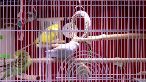 A-hyperlapse,-or-time-lapse,-of-very-cute-and-beautiful-different-colored-budgies-running-around-inside-a-cage