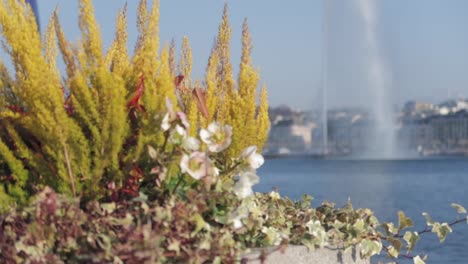 city-flowers-in-pot-by-the-waters-of-lake-Leman-in-Geneva-with-the-bright-colors-of-a-sunny-spring-day-and-the-famous-water-stream-foutnain-in-the-background,-gimbal-shot-with-rack-focus