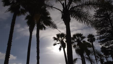 Sun-Coming-Through-Palm-Trees-In-Coronado,-California