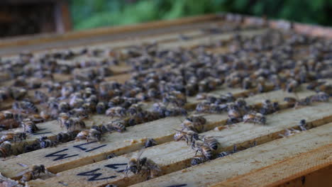 Honey-Bees-active-on-the-hive
