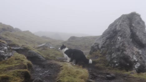 SLOW-MOTION:-Woman-in-raincoat-plays-with-dog-in-foggy-landscape-on-a-hike
