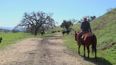 Walking-along-the-hay-covered-road,-the-cowboy-pushes-the-cattle-towards-the-gate