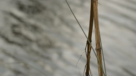 Simple-reeds-with-flowing-water-background