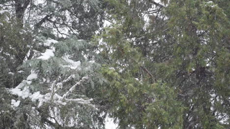 Shot-of-Evergreen-Branches-during-Snowfall