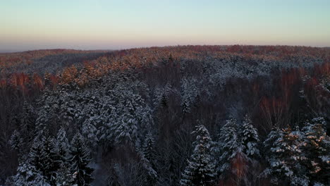 AERIAL:-Flying-Forward-Just-Above-the-Snowy-Pine-Tree-Line-in-Evening