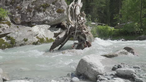 Uprooted-tree-in-the-stream-of-the-italian-Alps-in-slow-motion-100-fps