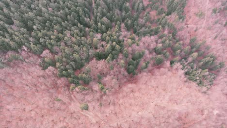 Areal-drone-shot-of-a-green-spruce-and-gray-larch-forest