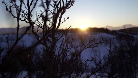 Circling-video-of-a-tree-branch-in-a-winter-landscape-with-the-sun-setting-in-the-background