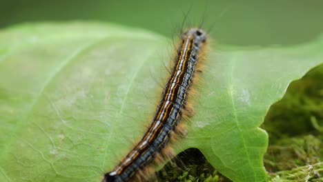 Small-caterpillar-crawling-at-the-top-of-a-leaf-on-moss-in-the-forest,-close-up-still-shot