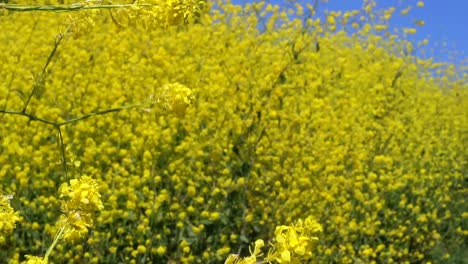 HD-24p,-close-up-of-wild-yellow-flower-with-blurred-background-of-yellow-flowers-on-a-summer-day