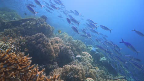 Cámara-Deslizándose-Lentamente-Sobre-Un-Hermoso-Arrecife-De-Coral-Con-Indonesia-Con-Muchos-Peces-Azules-Nadando
