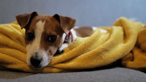 Very-cute-Jack-Russel-puppy-lying-on-cozy-mustard-colored-blanket