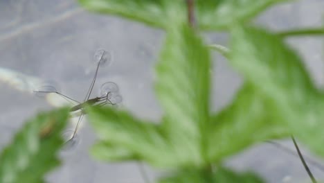 A-water-strider-gets-attacted-by-another-insect-on-the-water-in-slow-motion