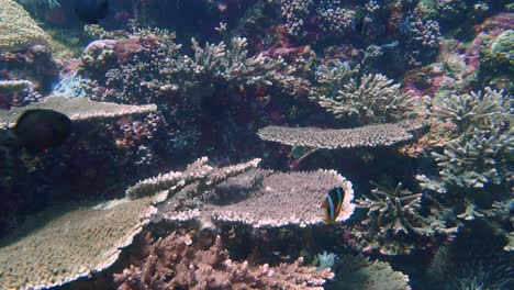 Langsame-Kameraschwenks-Von-Unten-Nach-Oben-Auf-Einem-Gesunden-Korallenriff
