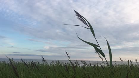 reeds-on-a-beach-in-slow-motion-with-one-in-the-foreground-in-a-windy-day