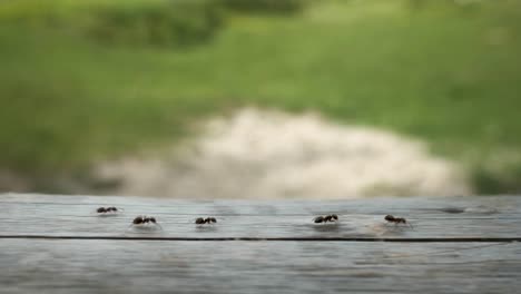 Army-of-ants-of-walking-along-a-fence-near-Lake-Bohinj-in-the-countryside-during-spring-time