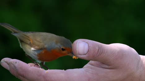 A-Robin-flies-onto-a-caucasian-coloured-hand-and-begins-to-eat-the-food-on-offer