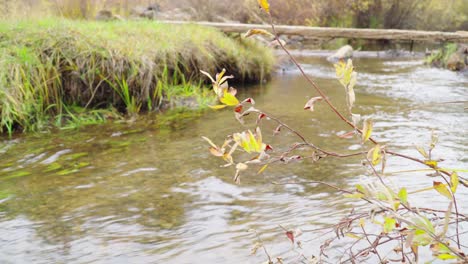 Panning-view-of-clear,-clean-creek-flowing-in-autumn