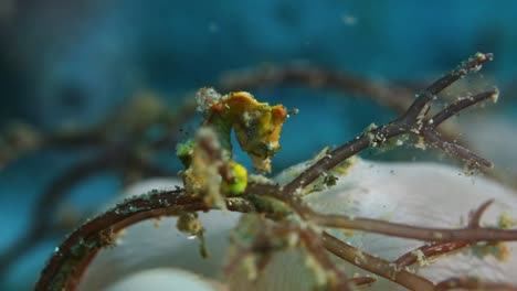 A-rare-yellow-Hippocampus-Pohonti-Seahorse-attached-to-seaweed