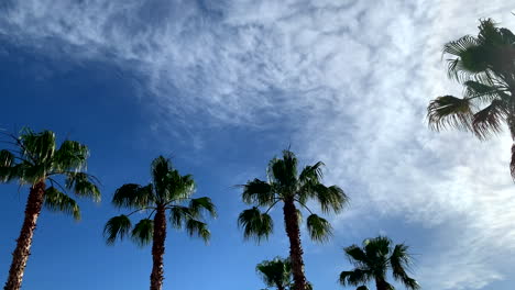 Blick-In-Den-Klaren-Himmel-Und-Auf-Die-Wunderschönen-Palmen-Im-Sonnenschein-In-4k-Auf-Kreta-In-Griechenland