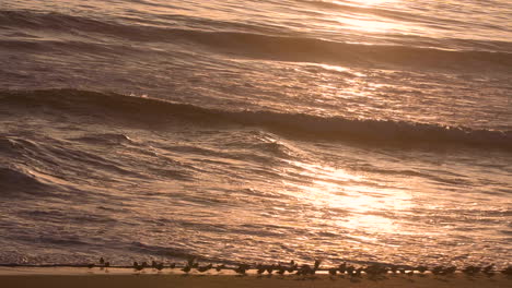 Shorebirds-running-in-the-surf-eating-small-fish-from-the-sea-waves-at-sunset-time