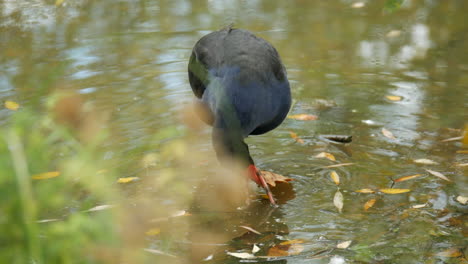 Purple-Swamphen-foraging-for-twigs-and-leaves-in-a-lake-during-autumn-or-fall