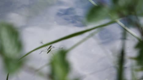 Close-up-shot-of-a-water-strider-walking-on-the-water-behind-green-leaves-in-slow-motion