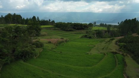 Drone-aerial-flyover-of-water-buffalo-grazing-in-rice-terrace-fields-above-cliff-valleys-on-Samosir-Island-on-Lake-Toba-in-North-Sumatra,-Indonesia