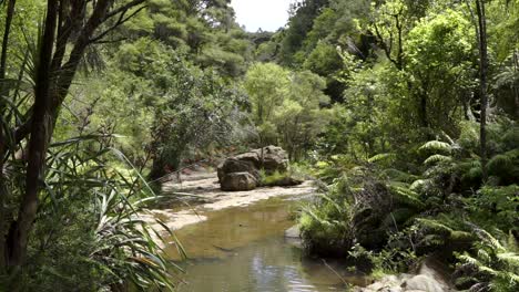 SLOWMO---Scenic-view-of-creek-flowing-through-native-lush-New-Zealand-forrest