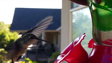 In-a-backyard-in-the-suburbs,-A-tiny-humming-bird-with-green-feathers-hovers-around-a-bird-feeder-in-slow-motion-while-sticking-out-its-tongue-and-getting-drinks-and-eventually-flying-away