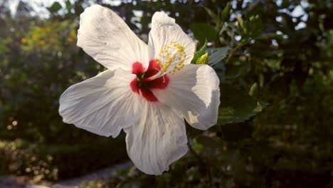Weiße-Hibiskusblüten-Auf-Dem-Baum-In-Der-Natur-Haben-Sanftes,-Helles-Sonnenlicht