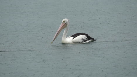 Pelican-in-a-lake-during-rain-in-Queensland,-Australia