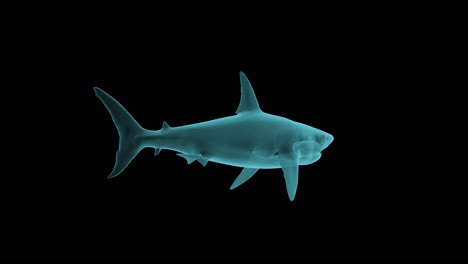 Röntgenstruktur-Eines-Hais-In-Holographischer-Darstellung